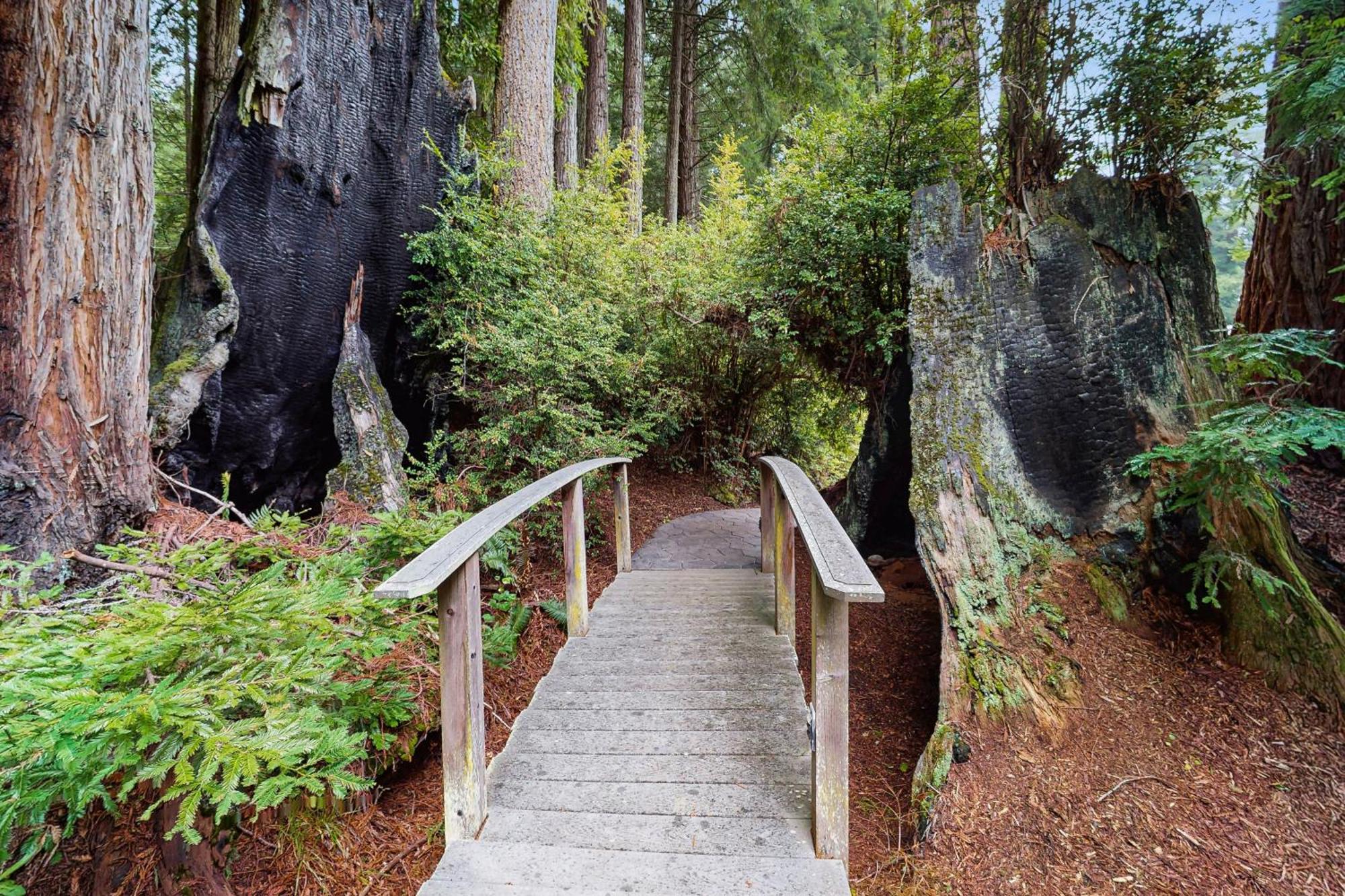Serene Redwood Retreat Arcata Exterior photo